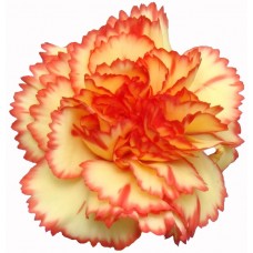 Mini Carnations - Oba Oba (bunch of 10 stems)
